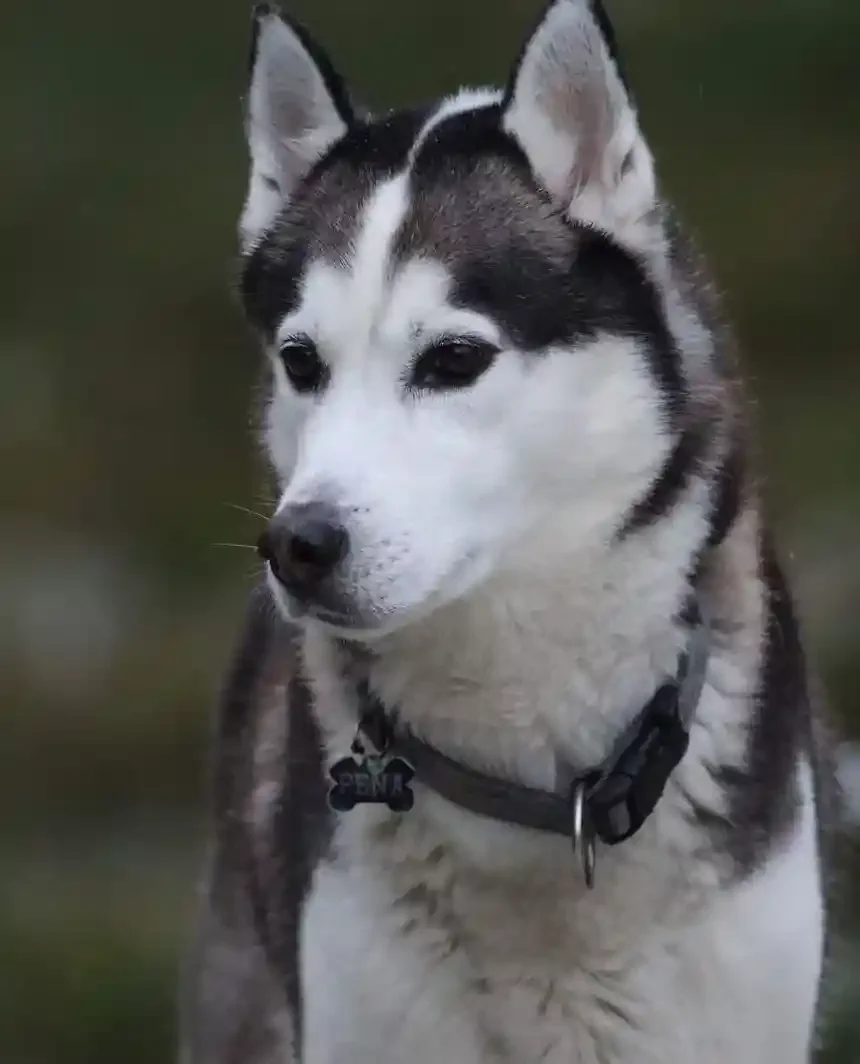 Close-up of Siberian Husky dog with black and white fur and blue eyes wearing a collar.