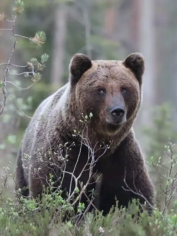 A large brown bear standing among trees and bushes in a forested area.