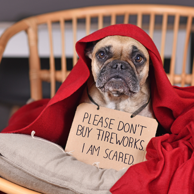 My Dog Is Scared of Fireworks – How to Calm a Dog During Fireworks – Part 1.