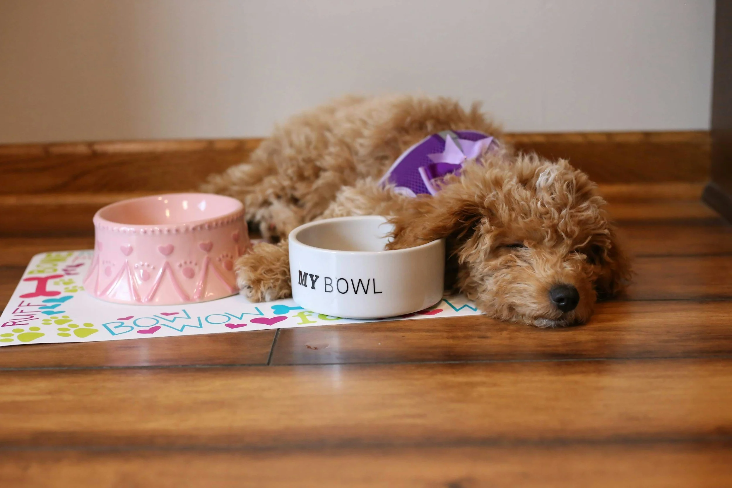 Bowl Toppers for Small Breeds: 7 Add-Ins That Actually Fit a 1/2-Cup Meal
