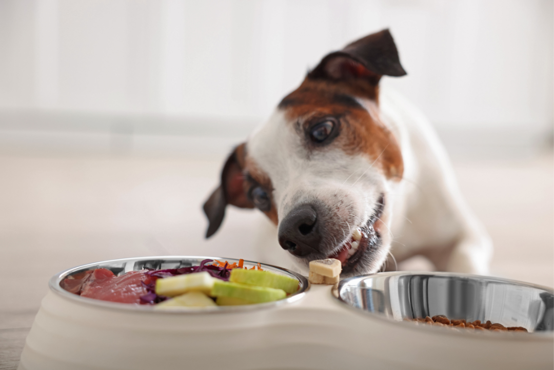 Prebiotics for Small Breed Dogs: The Foundation of a Resilient Gut (Part 1 of 3)