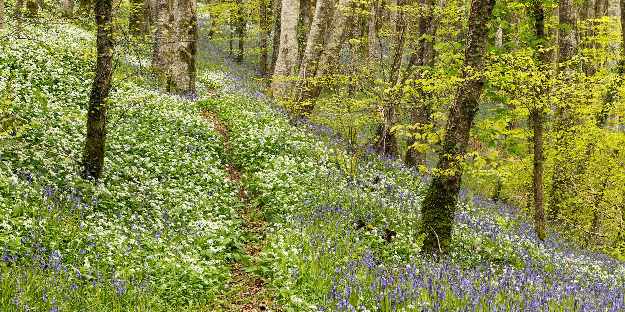 Native Bluebells + Wild Garlic in a woodland in Cornwall.