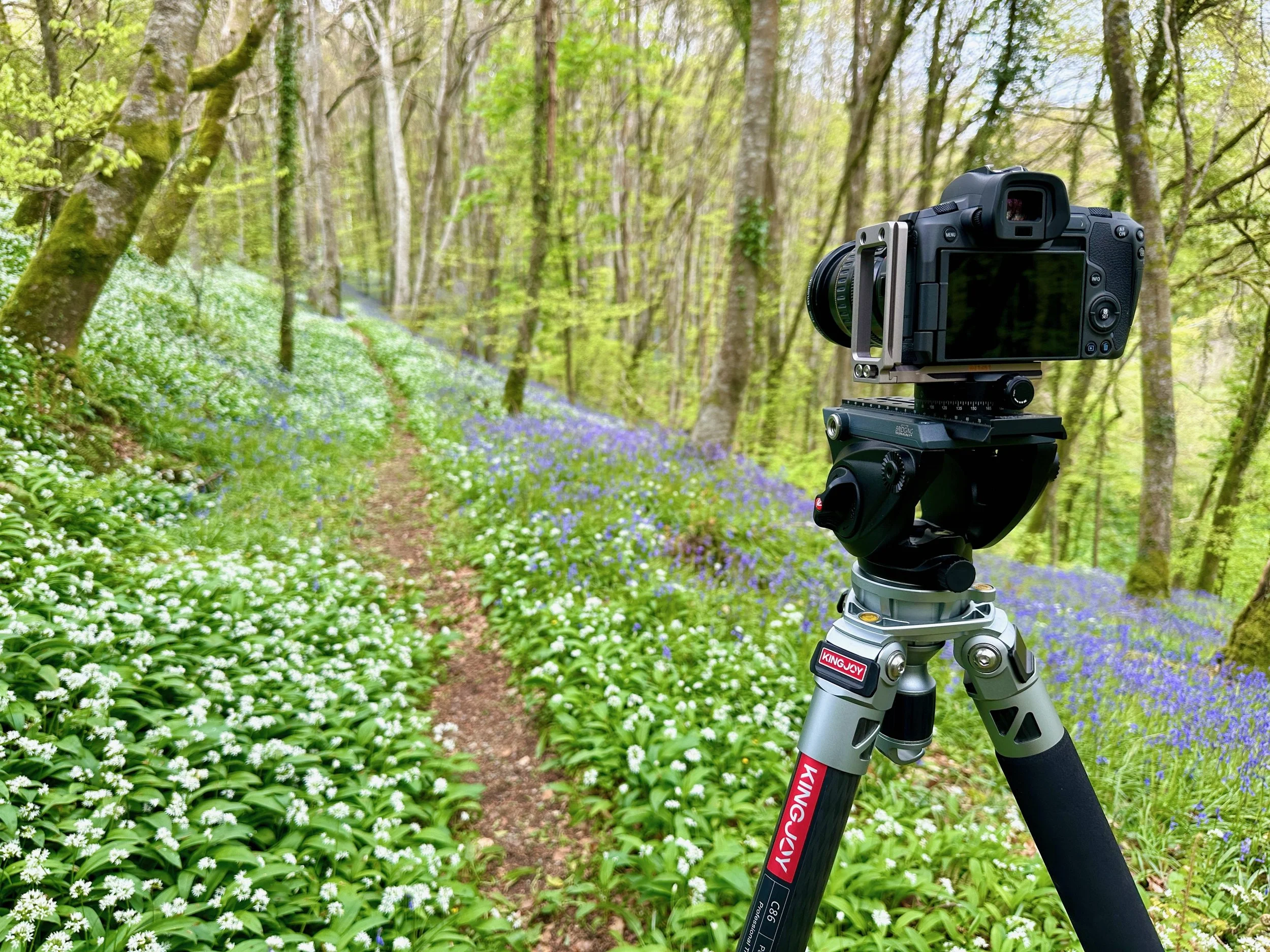 Canon EOS R in a bluebell + wild garlic woodland.