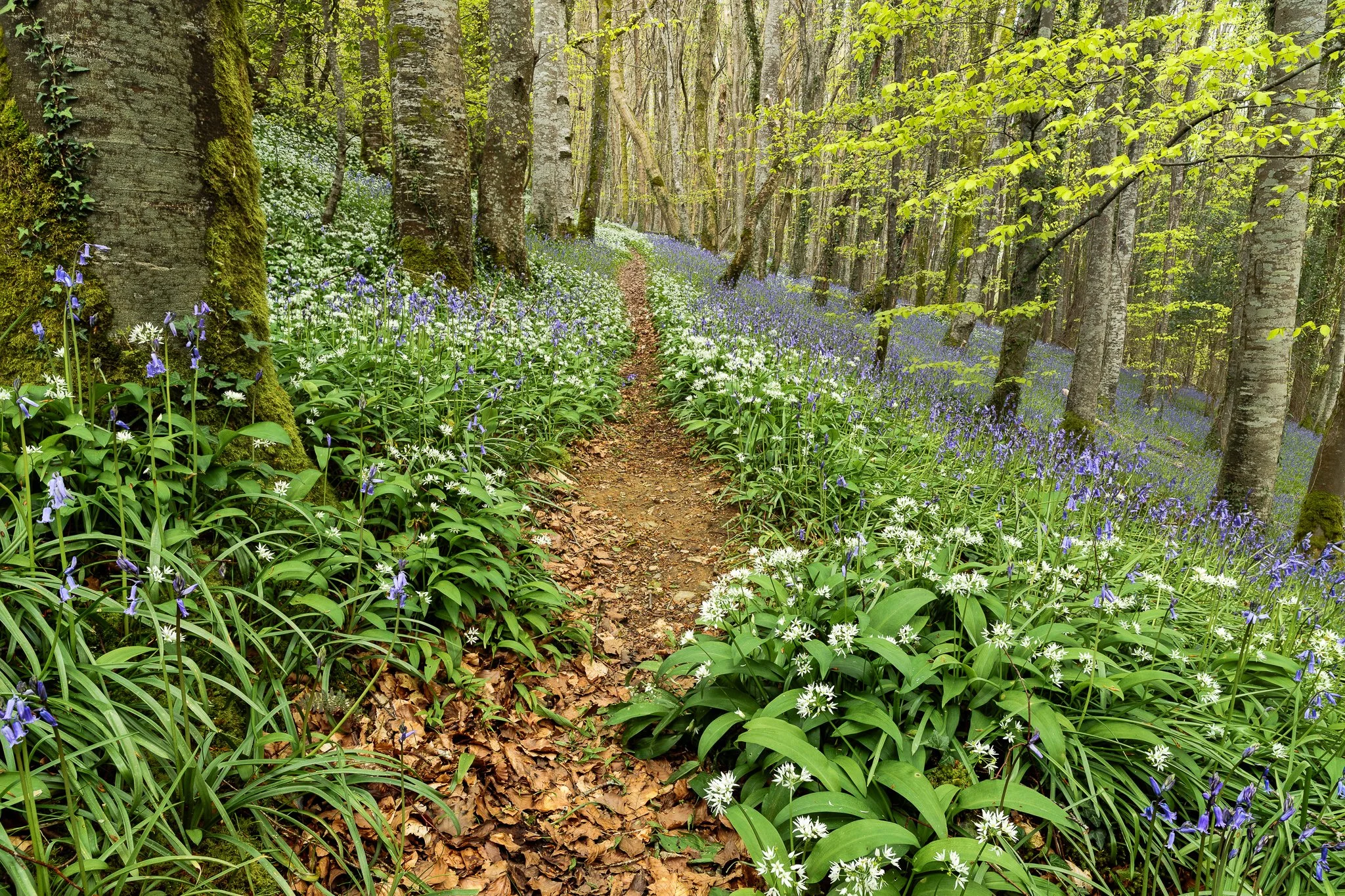 Wild Garlic + Bluebells, Cornwall