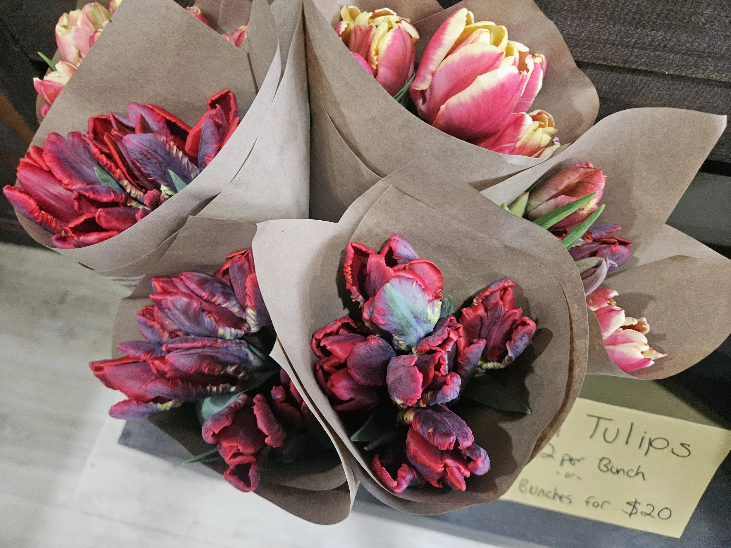 Tulips