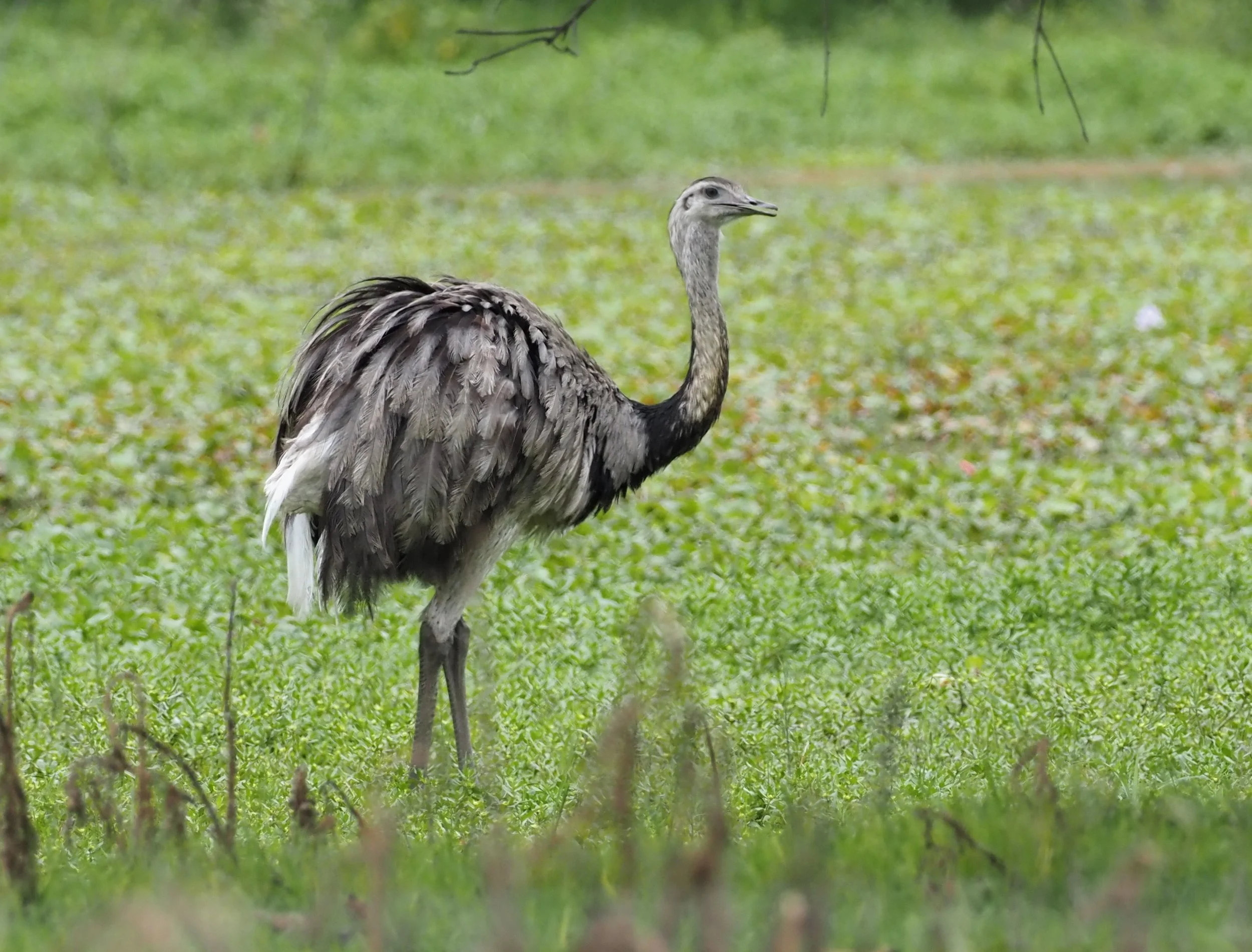 Greater Rhea by Simon Thompson
