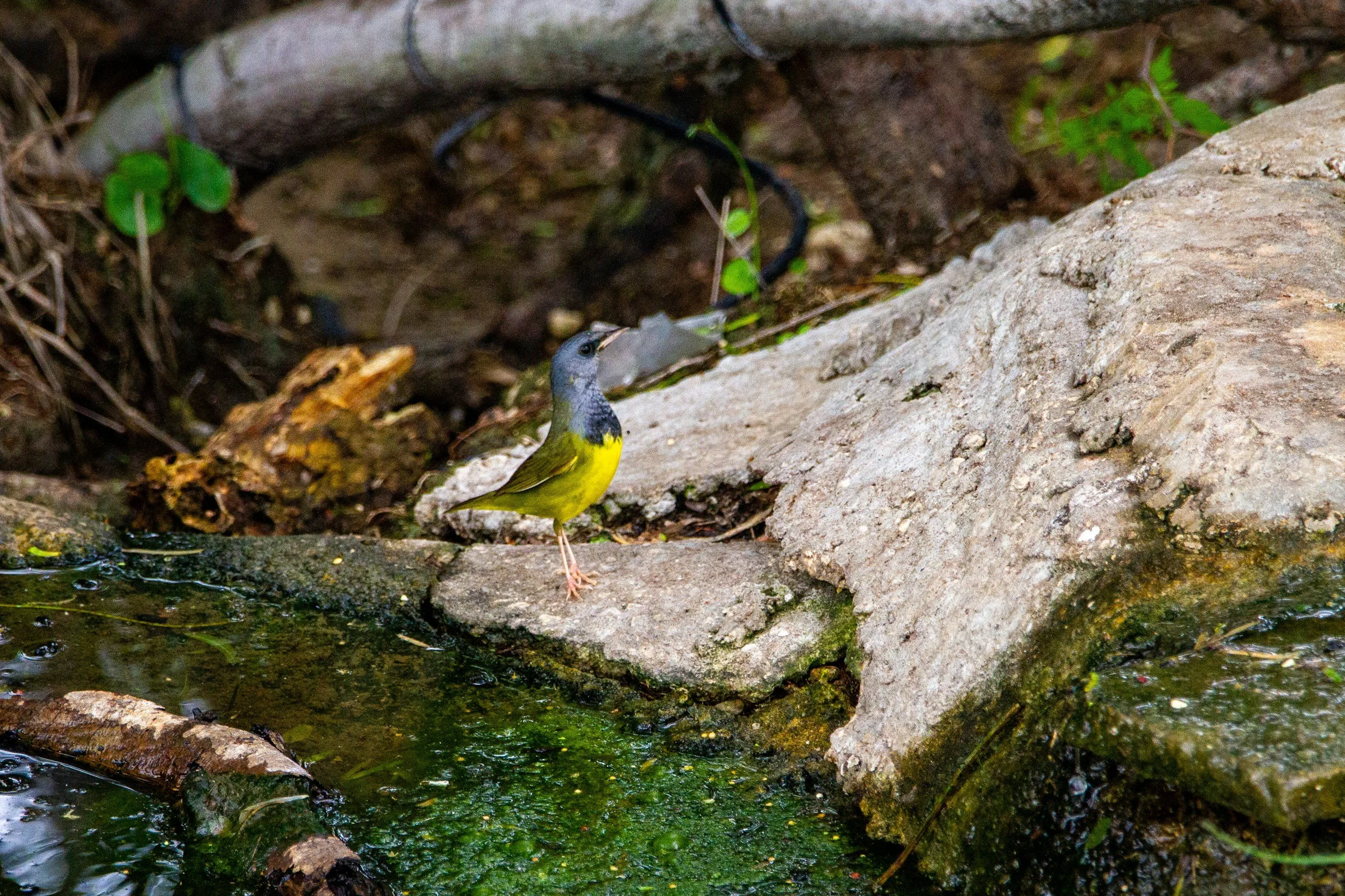 Mondays with Mike, 9/29/25 - 2 more Mourning Warblers
