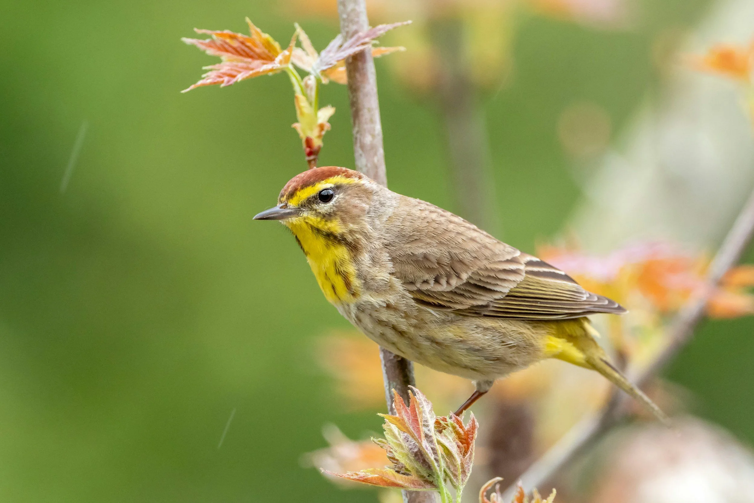 Palm Warbler by Patrice Bouchard