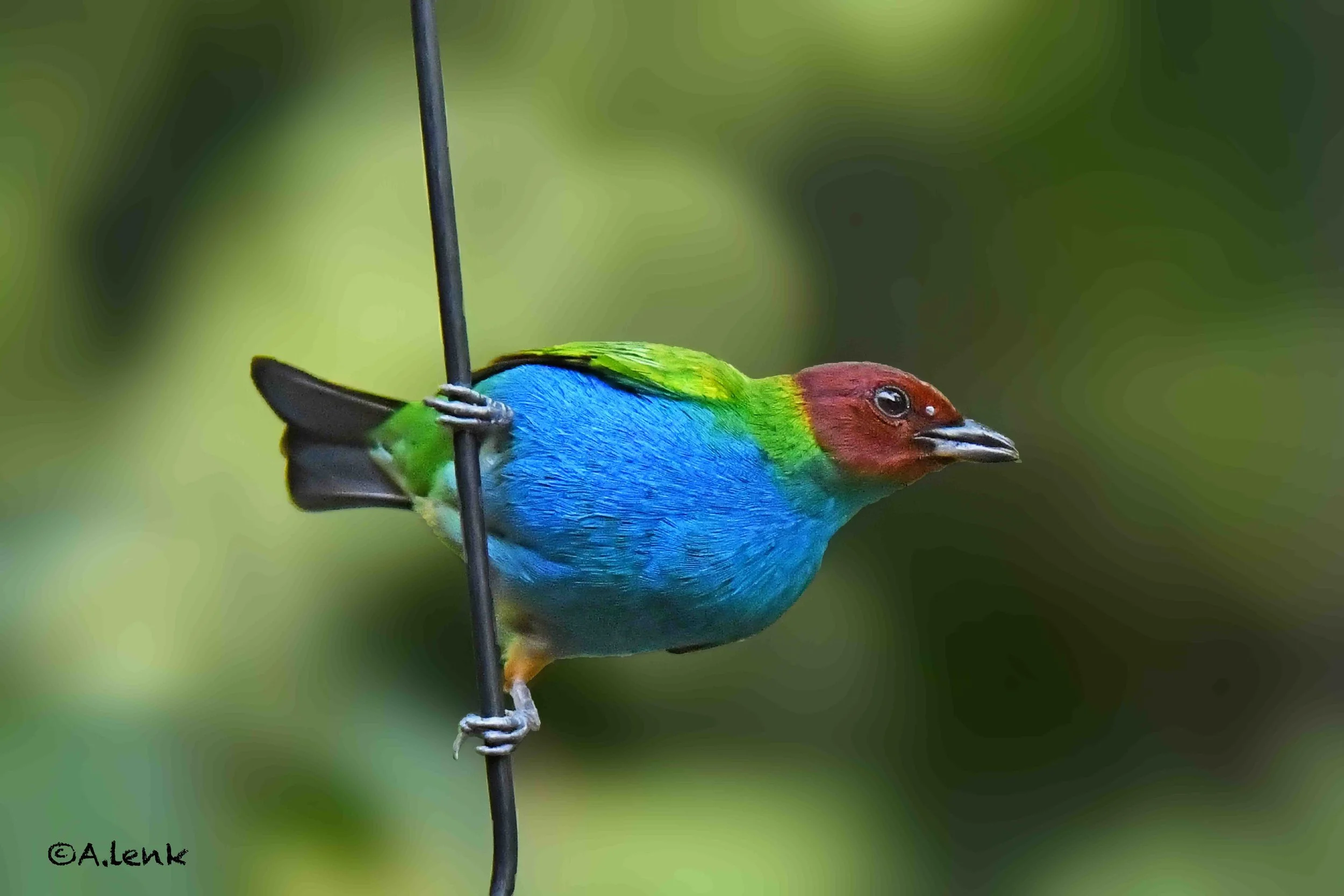 Bay-headed Tanager by Alan Lenk.jpg