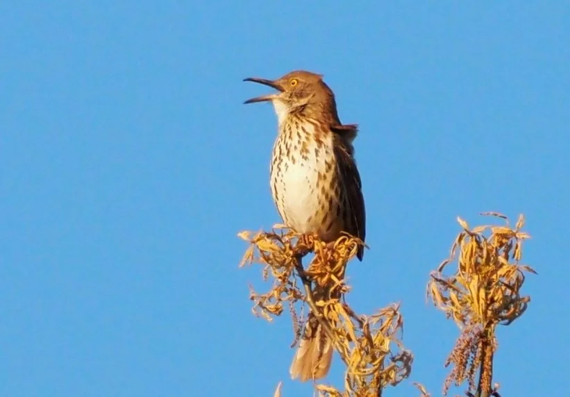 Brown Thrasher by Ventures Birding