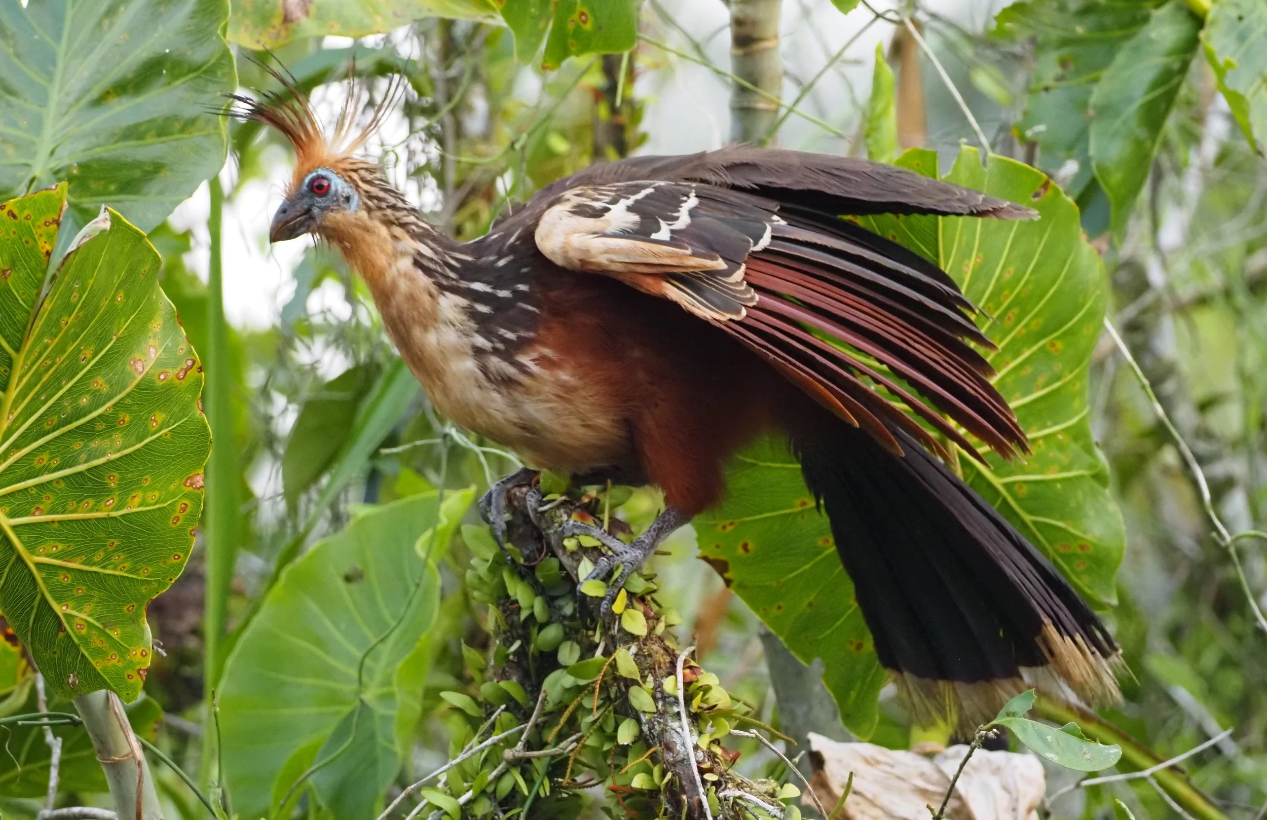 Services 2 — Ventures Birding Tours