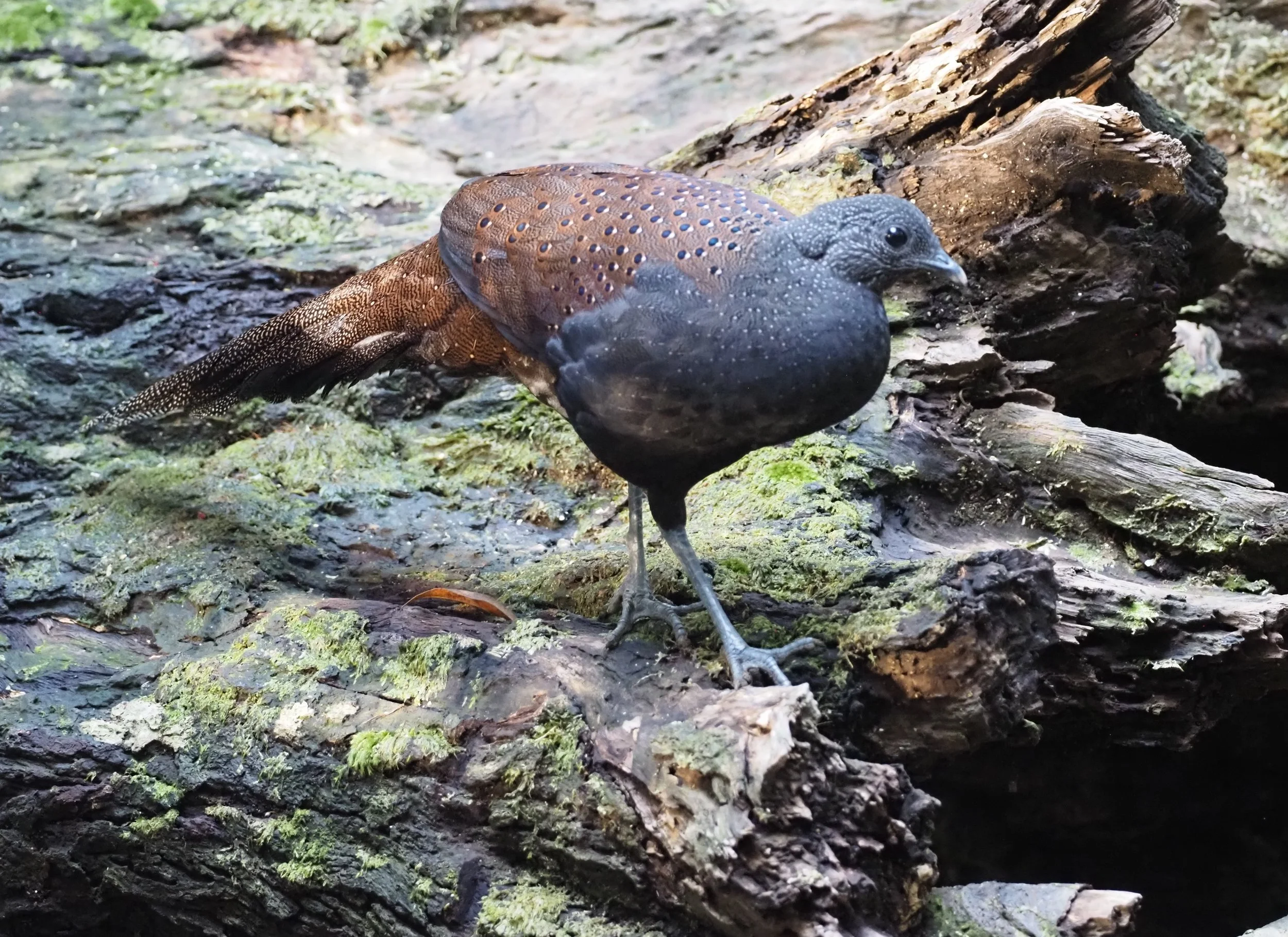 Services 2 — Ventures Birding Tours