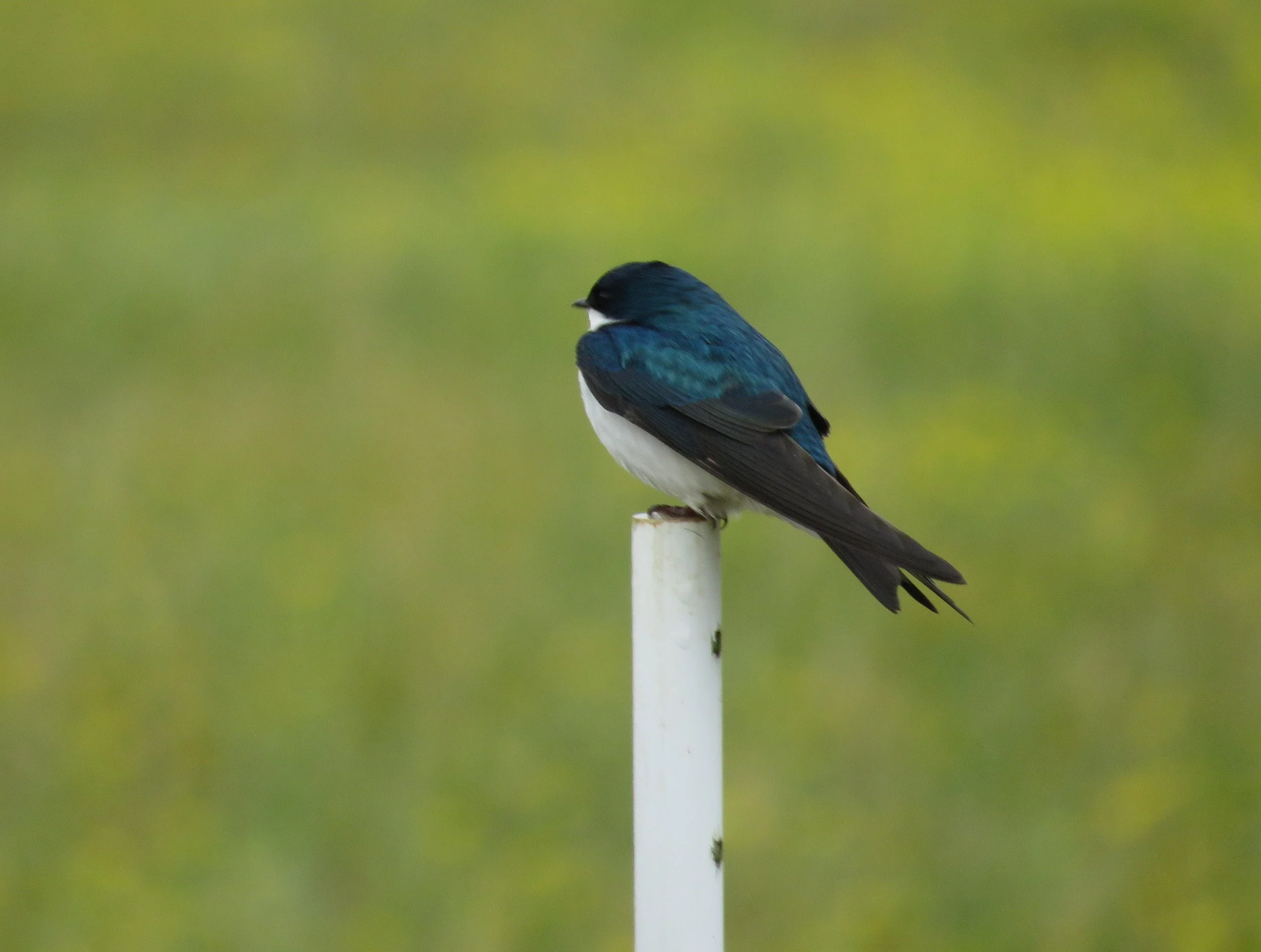 Tree Swalllow by Simon Thompson