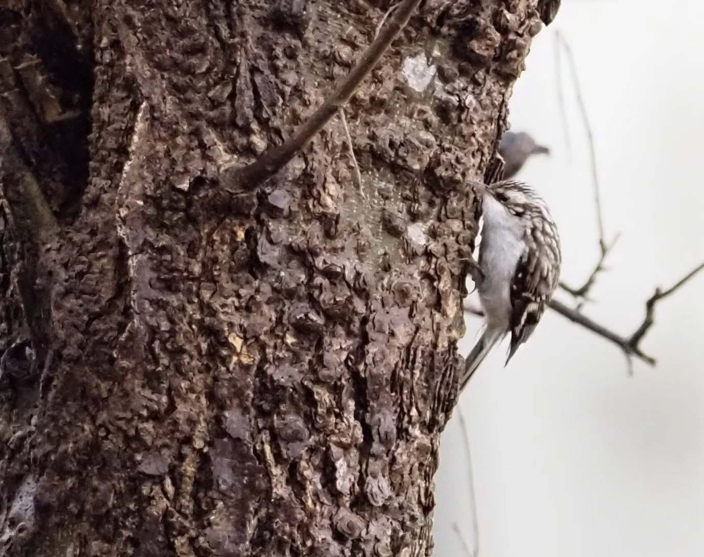 Brown Creeper by Simon Thompson