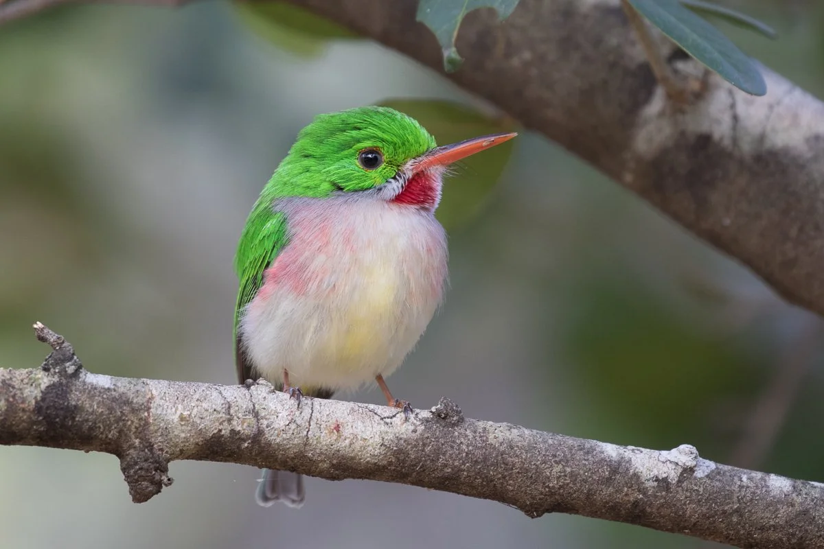 Broad-billed Tody