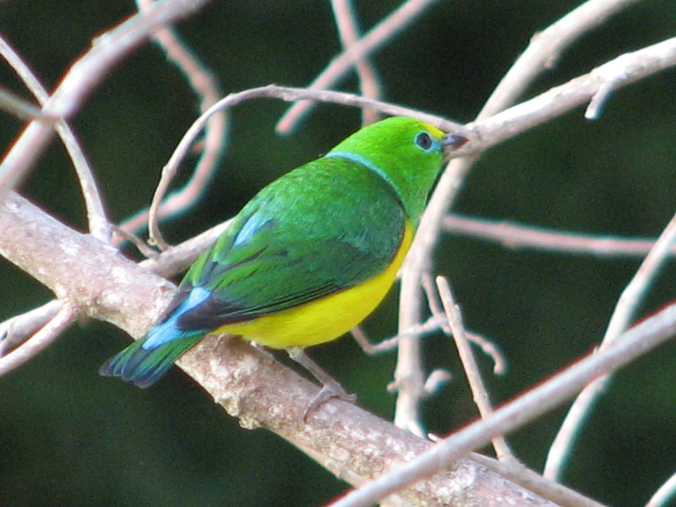 Blue-naped Chlorophonia by Simon Thompson