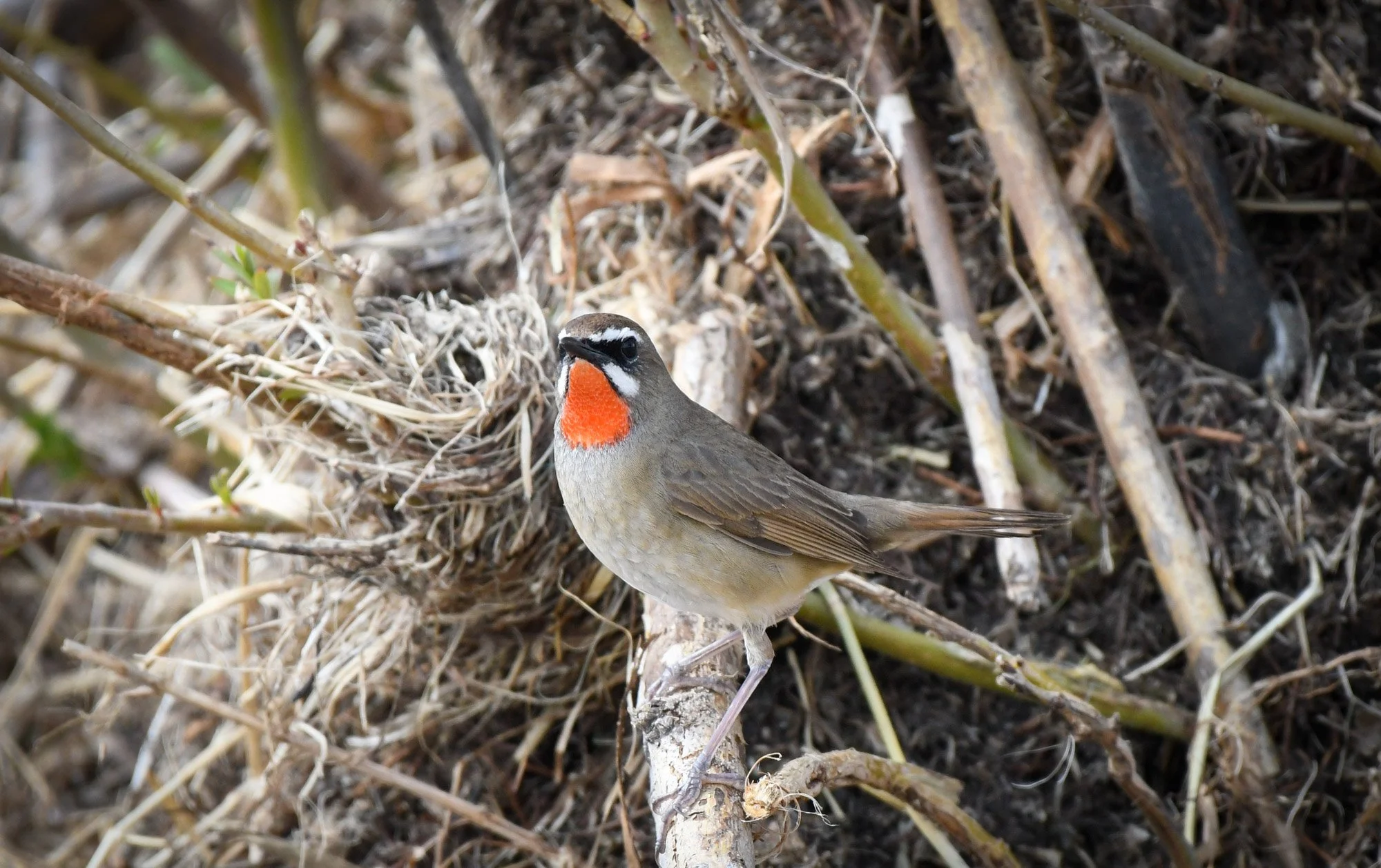 Siberian Rubythroat by  Rubythroat Tours.jpg