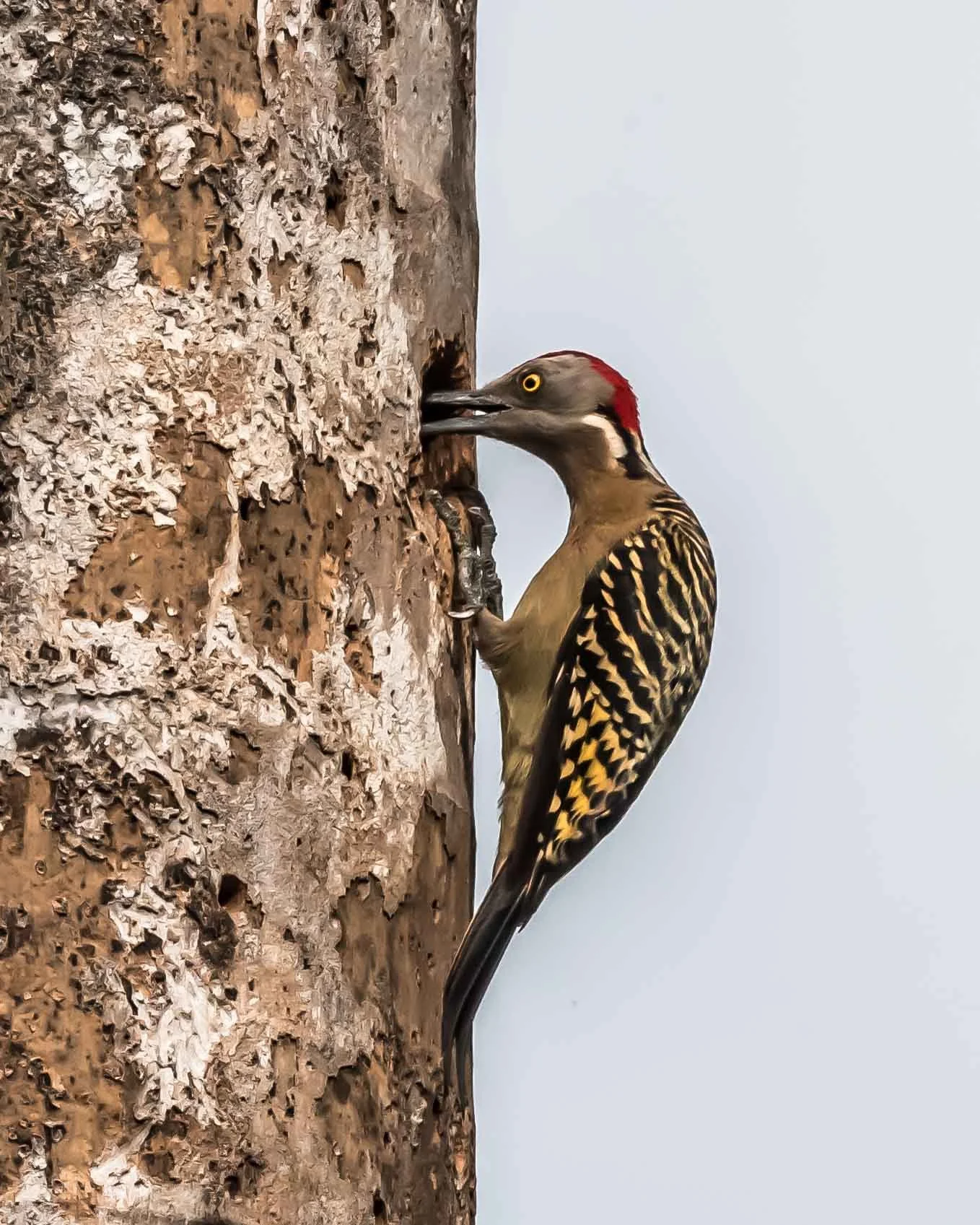 Hispaniolan Woodpecker