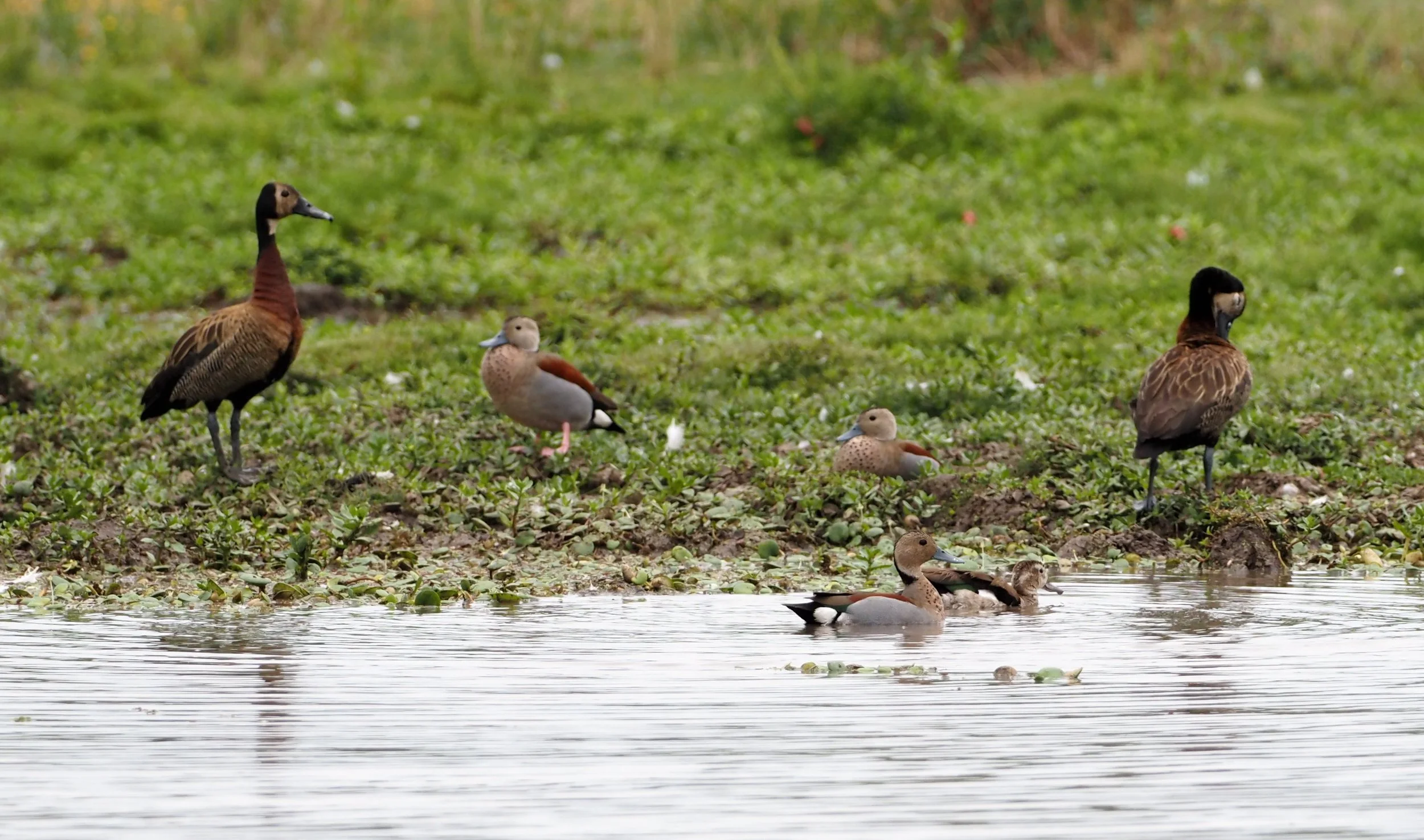 Services 2 — Ventures Birding Tours