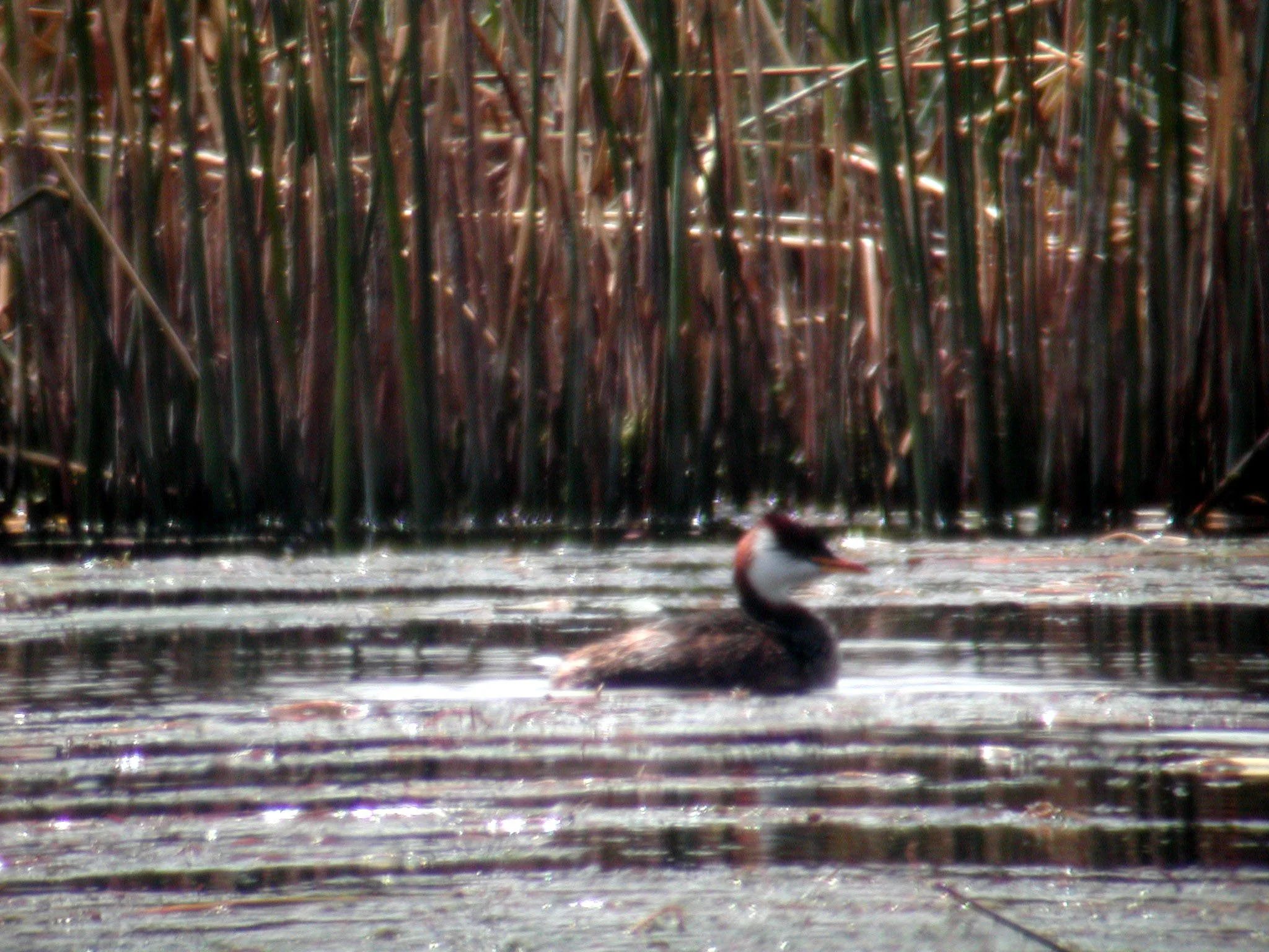 Titicaca Grebe by Simon Thompson