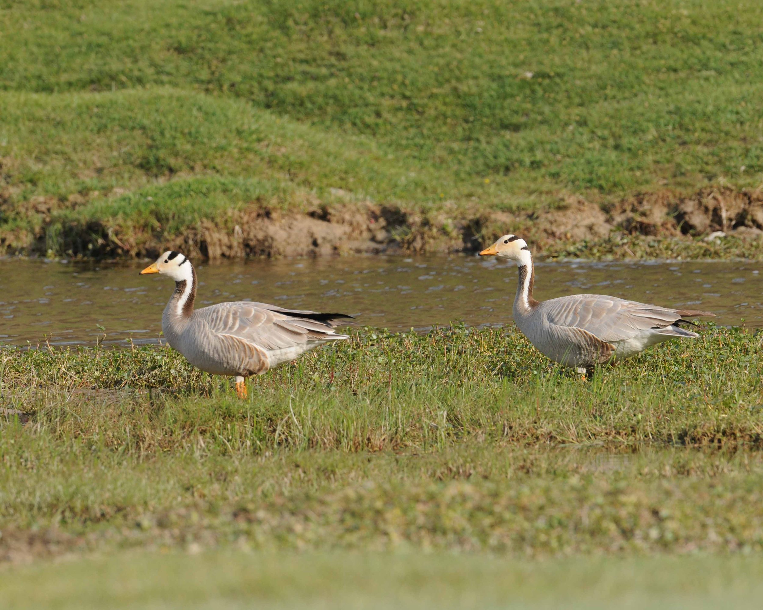 Bar-headed Geese by Rubythroat Tours.jpg