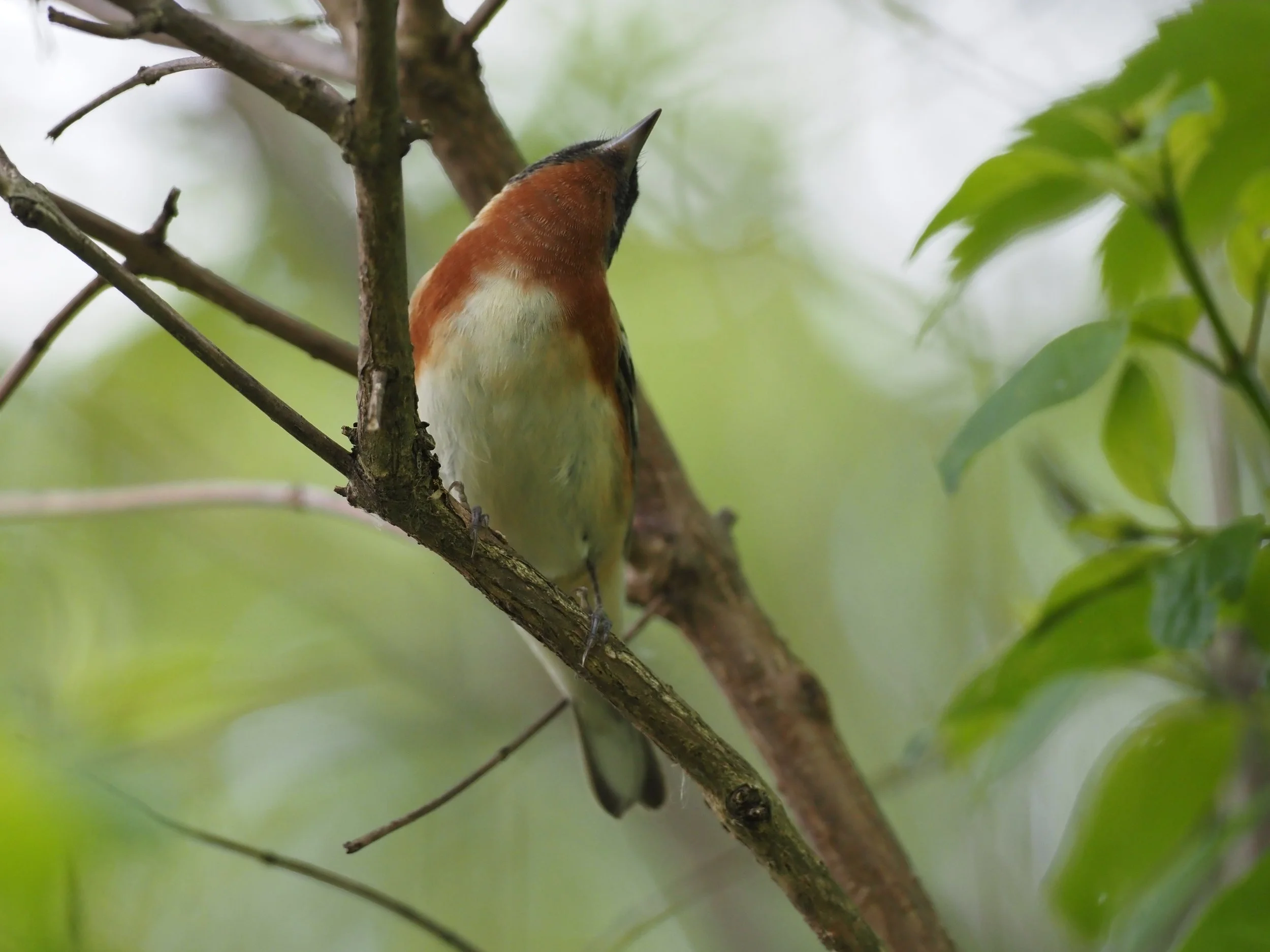 Bay Breasted Warbler