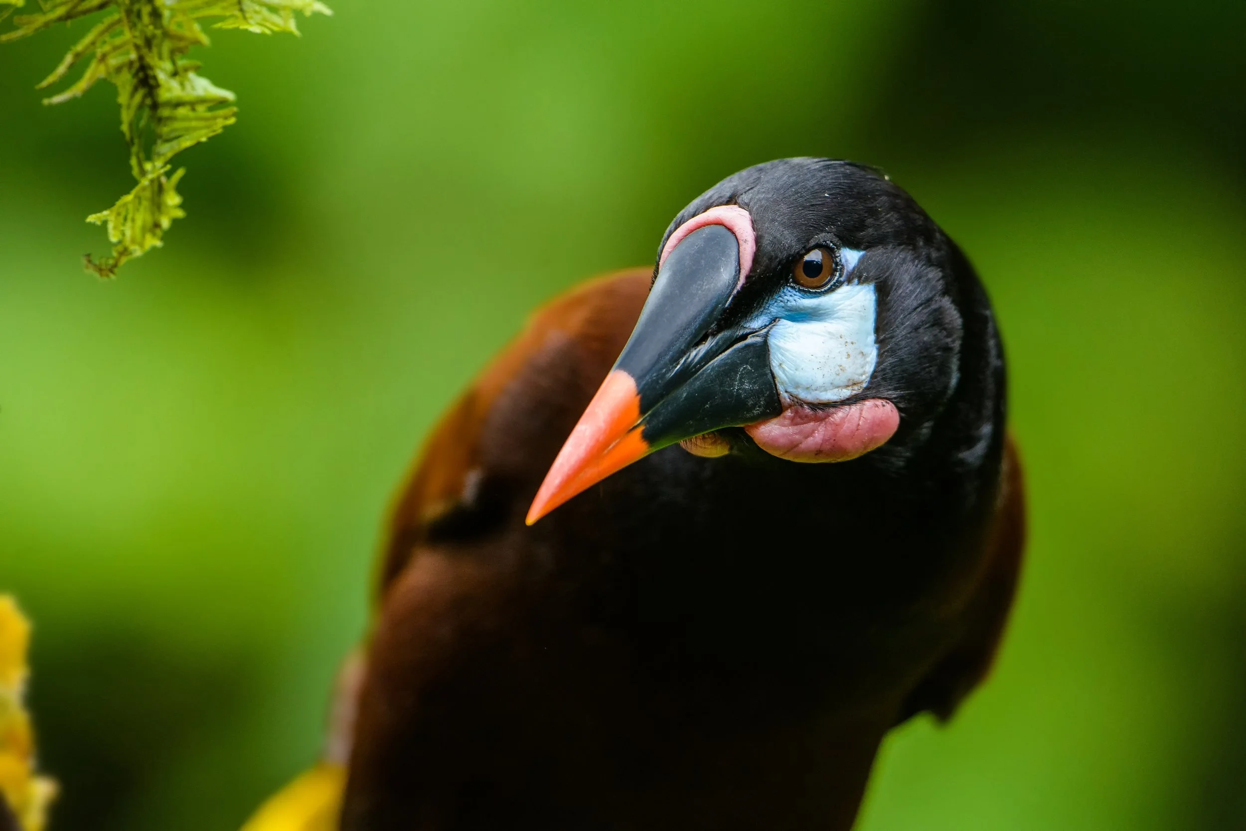 Montezuma Oropendola. Photo by Larry Pellegrini.jpg