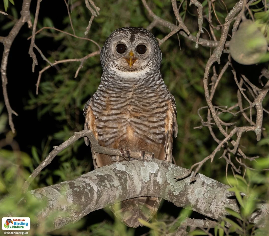 Services 2 — Ventures Birding Tours