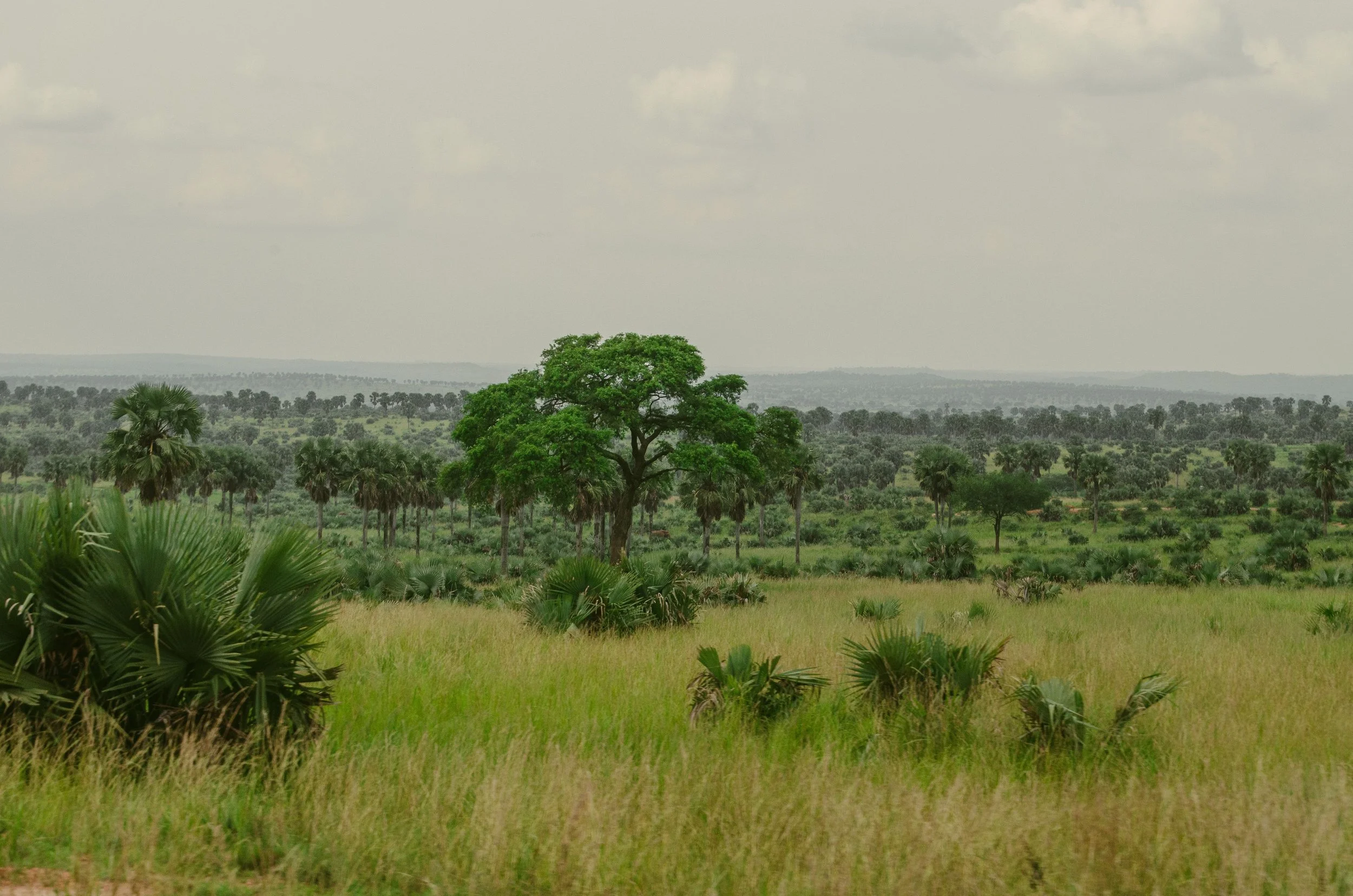 Uganda Landscape by Shakur Leni