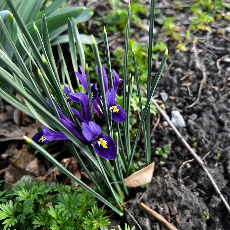 Ostara