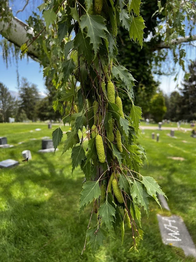 birchleaves.JPG