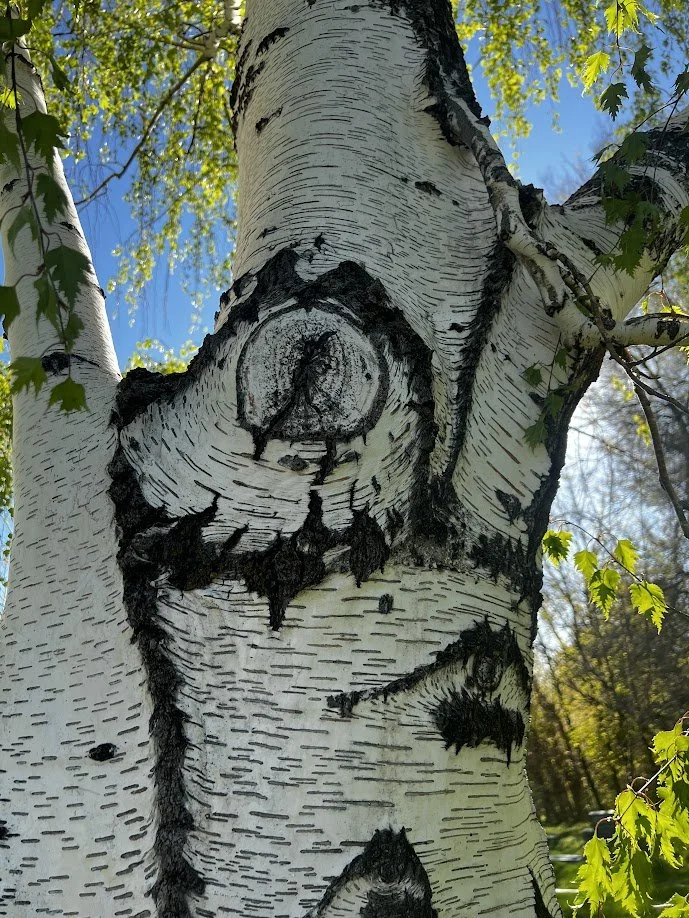 eye-of-birch.JPG