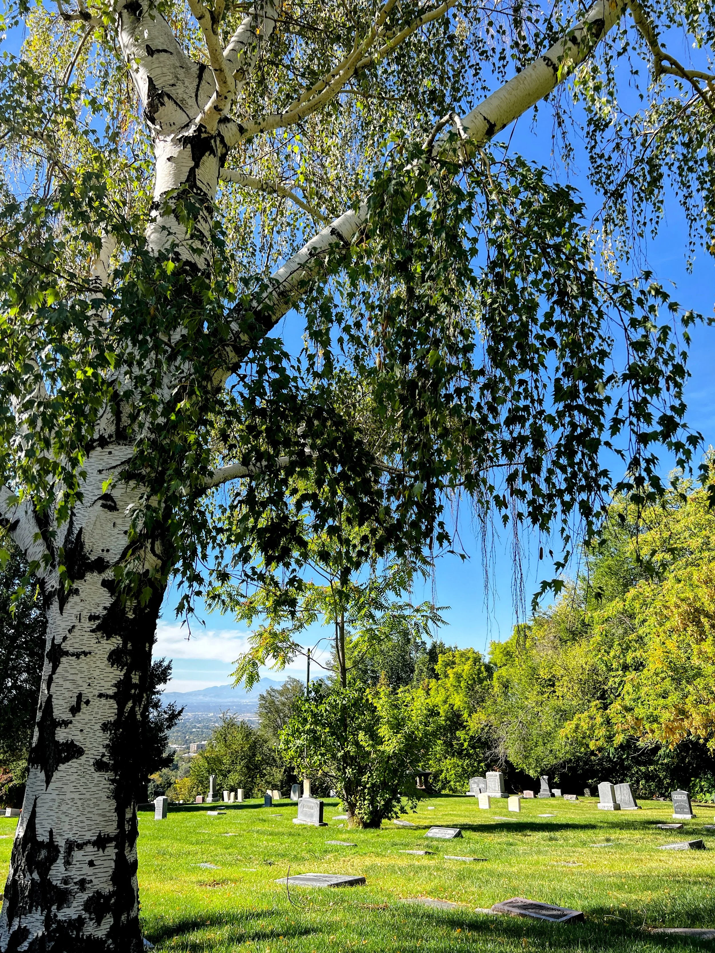 Beith - Birch