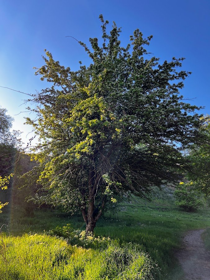 Hawthorn5.JPG