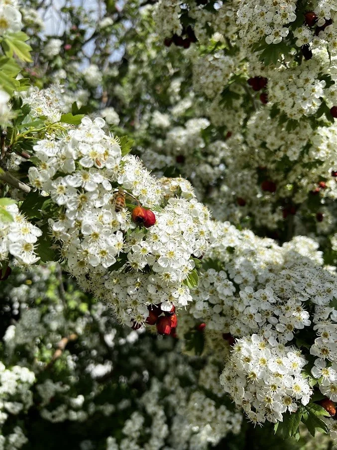 Hawthorn4.JPG