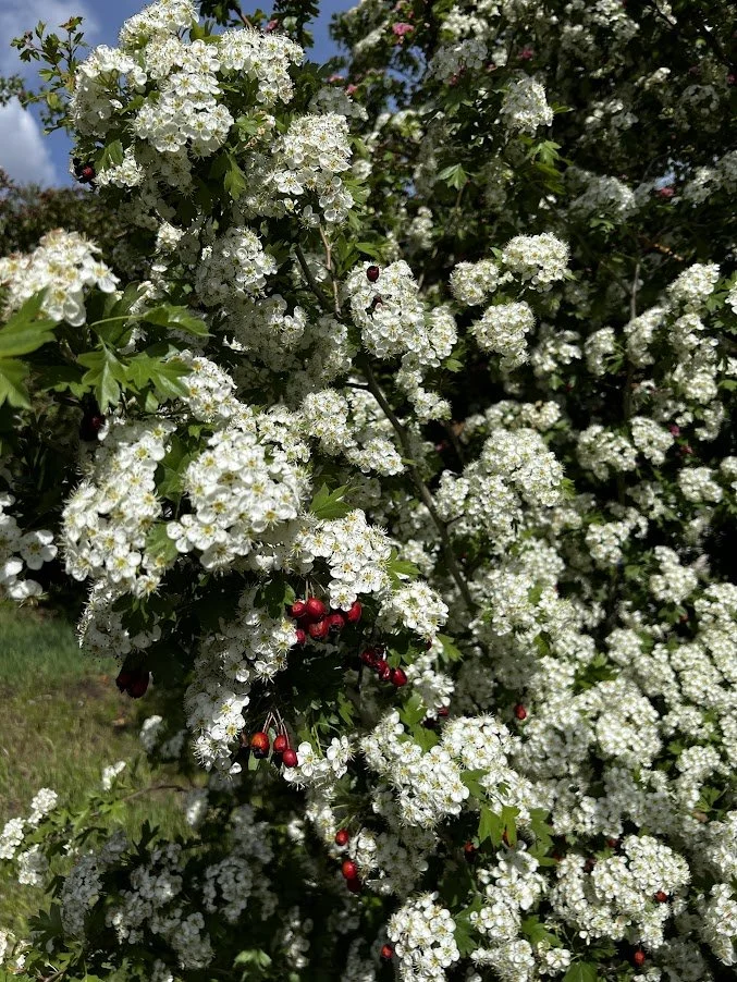 Hawthorn.JPG