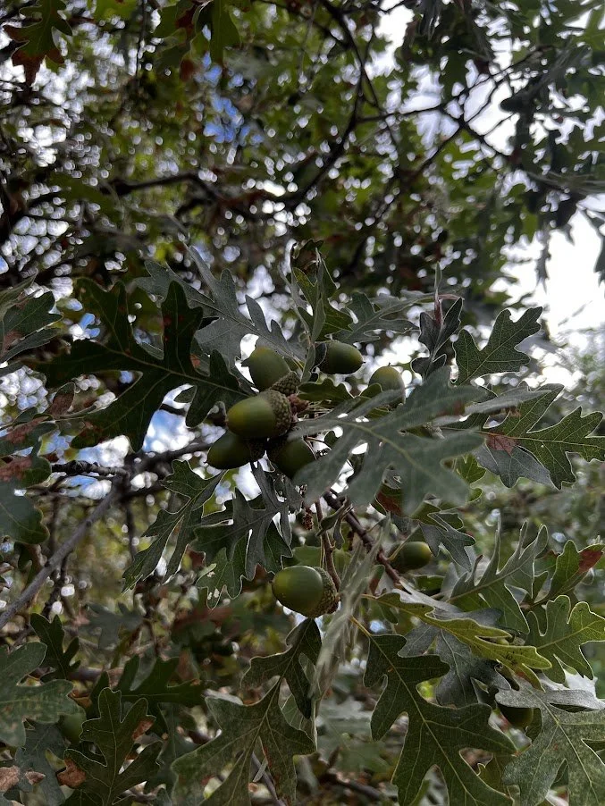 oak2.JPG