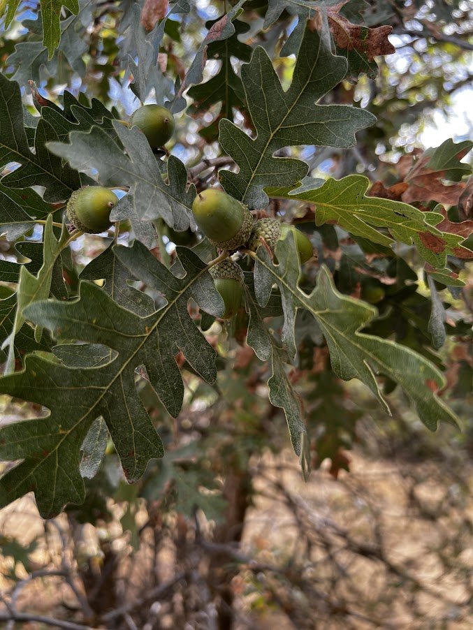 Oak.JPG