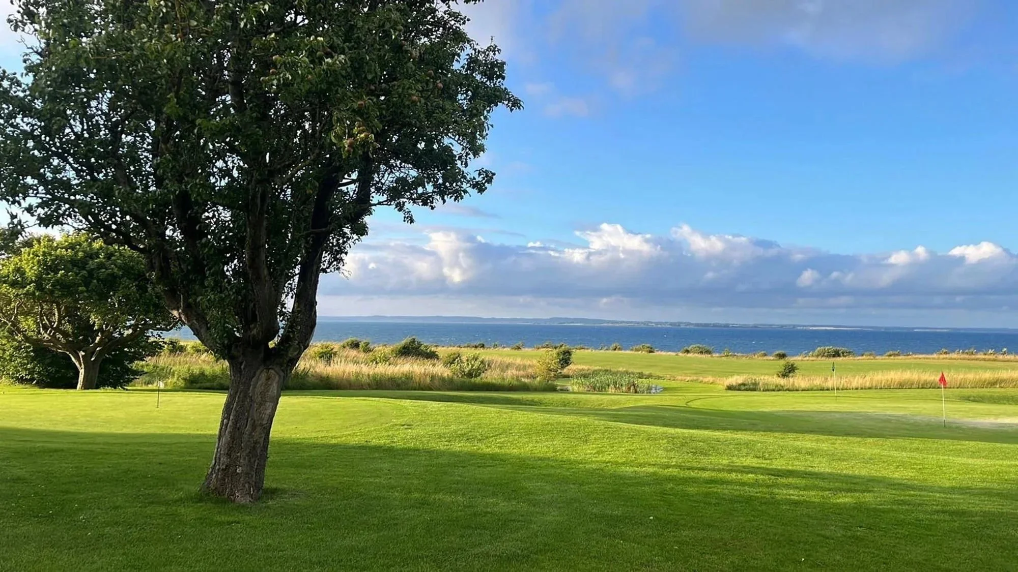 Baum auf Golfplatz mit Blick auf die Ostsee und weite Landschaft auf Ærø, ruhige Umgebung für konzentriertes Arbeiten