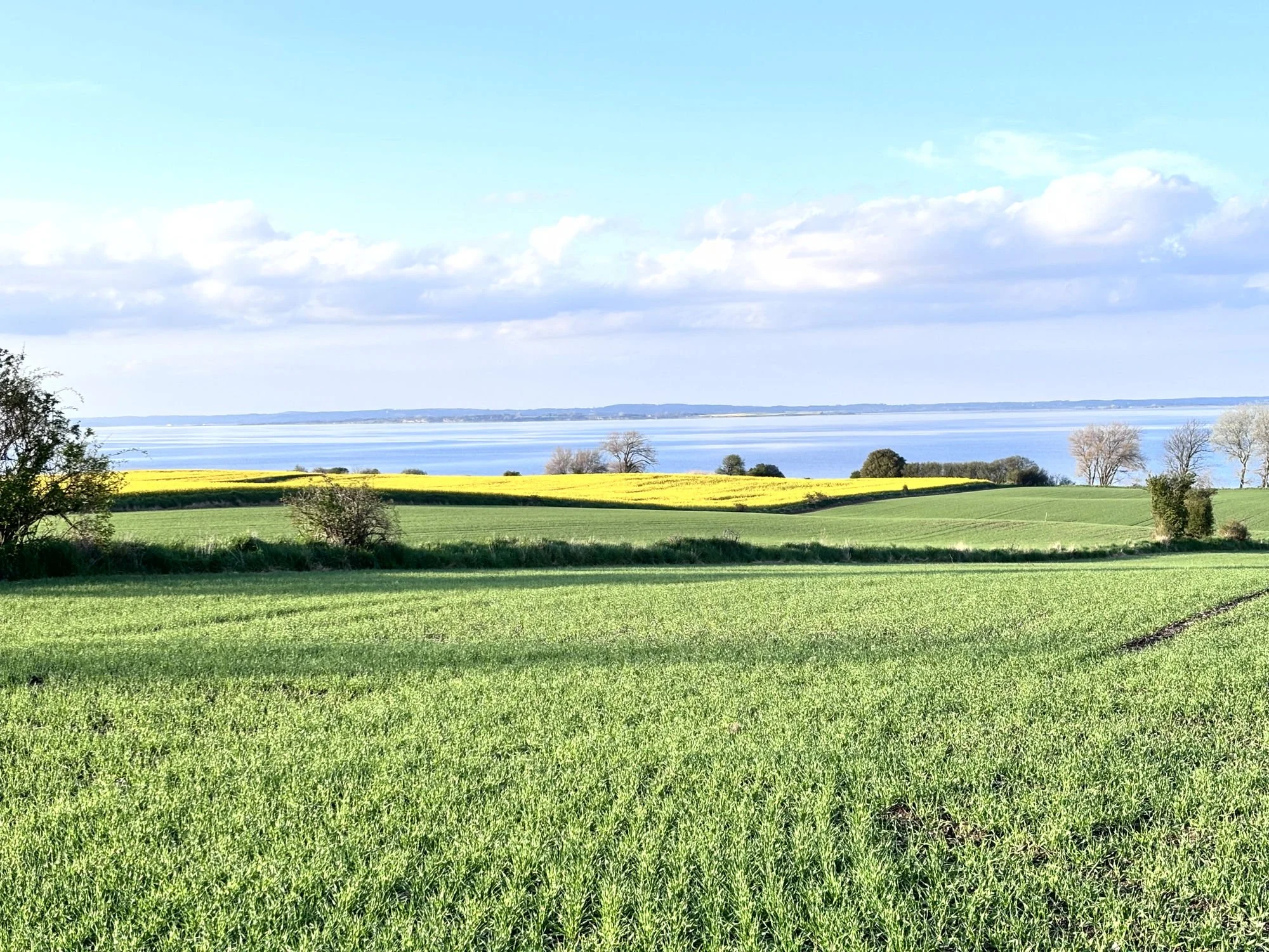 Weite und Gelassenheit, perfekt für Offsites und Workations: Der Blick über das gelb blühende Rapsfeld auf Ærø, weit über das Meer hinaus bei wunderbar blauem Himmel