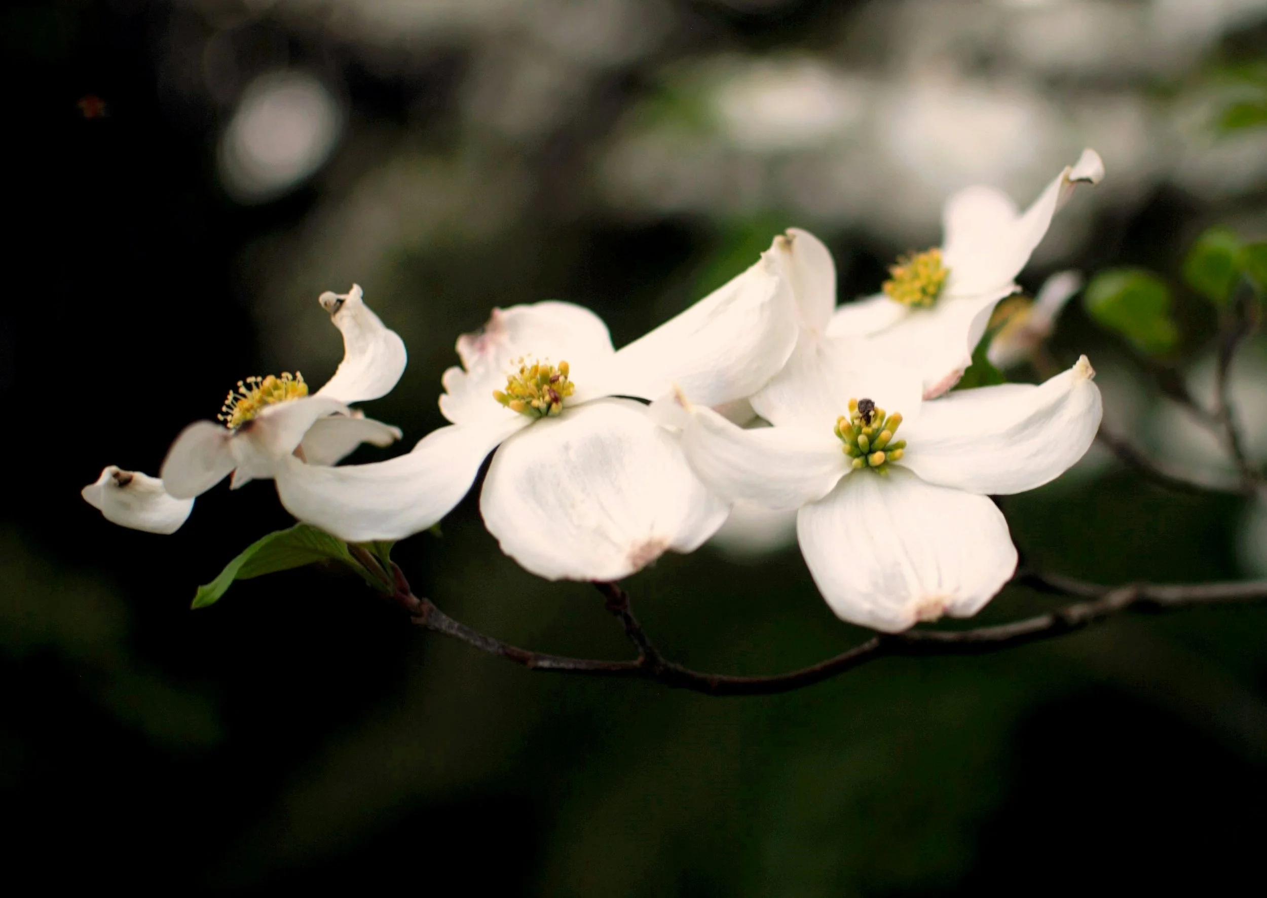 TEST - Dogwood Paper Garland