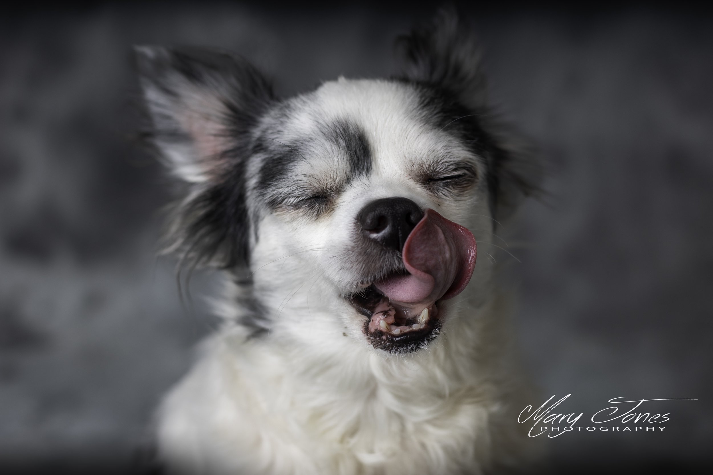 Fur-Baby Mini's February 28, Conway, Ar.