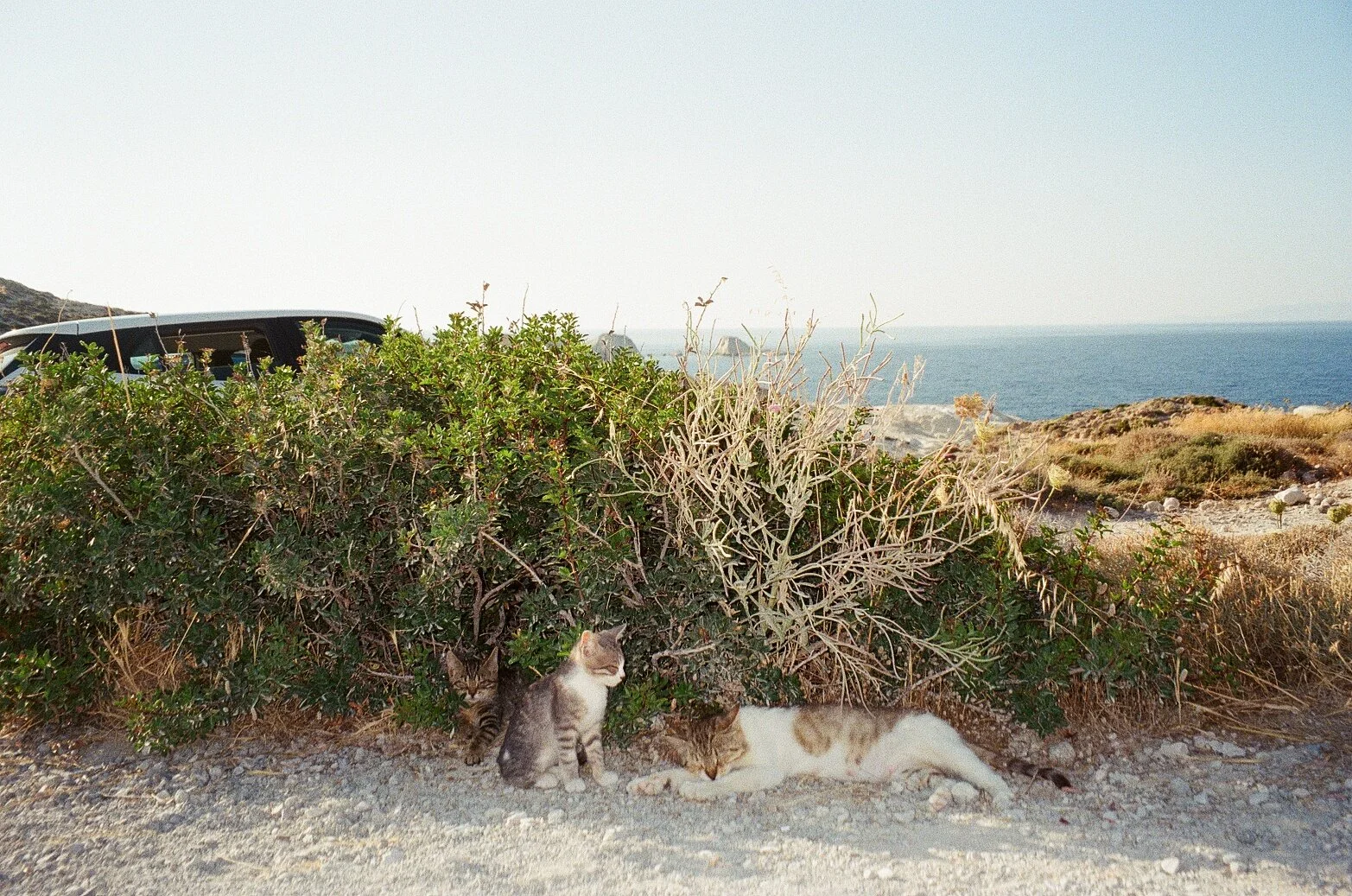 Sleeping Kittens (June, 2025)