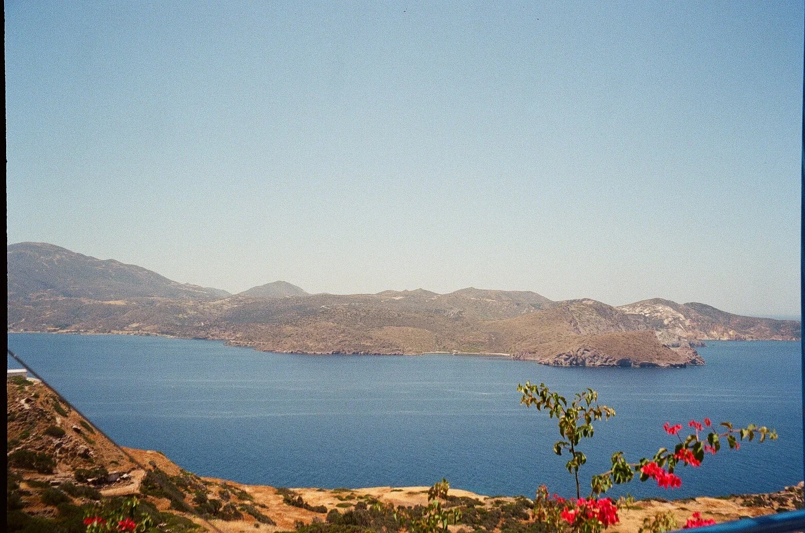 Sneaky Bougainvillea