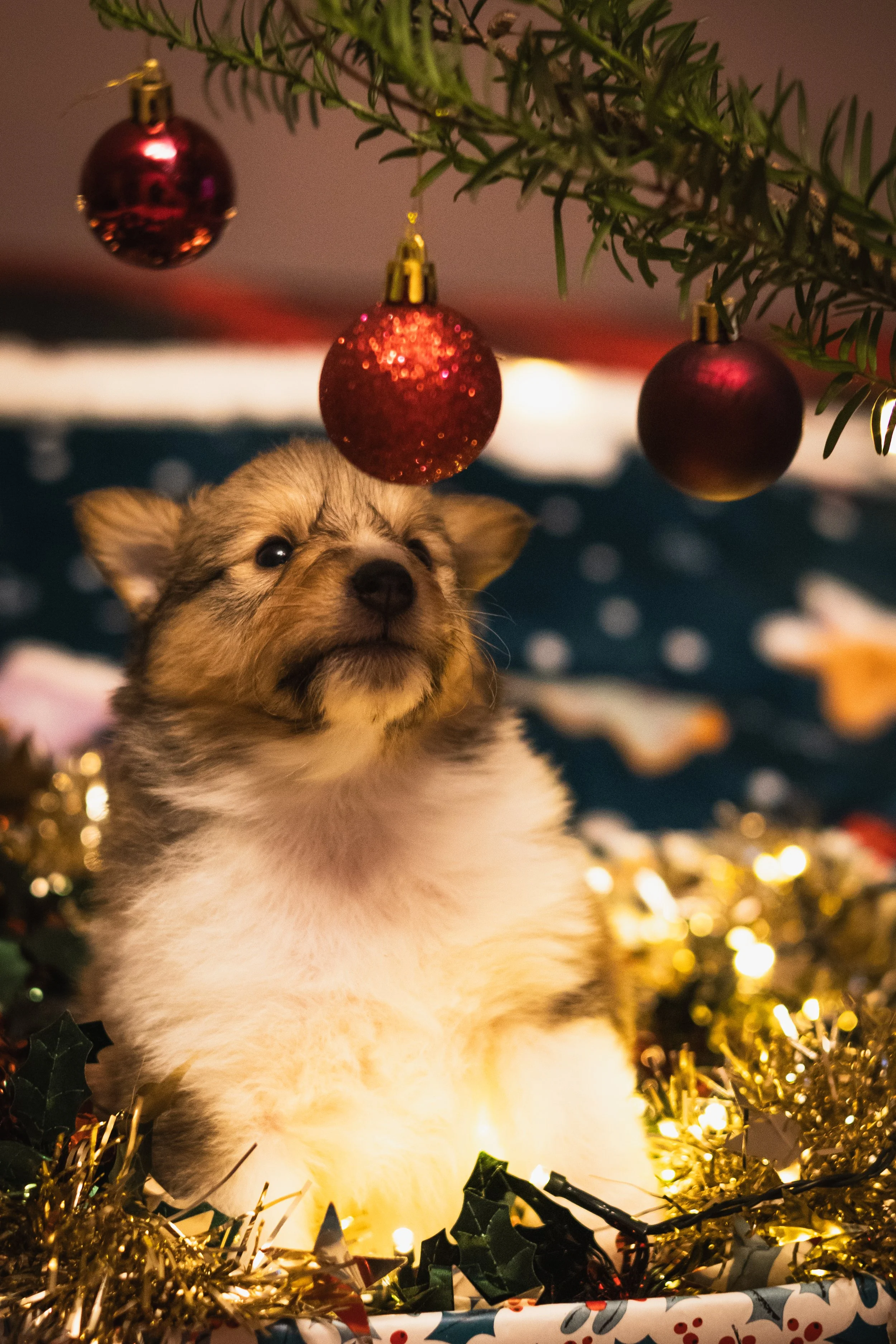 NoelSheltie-86.jpg