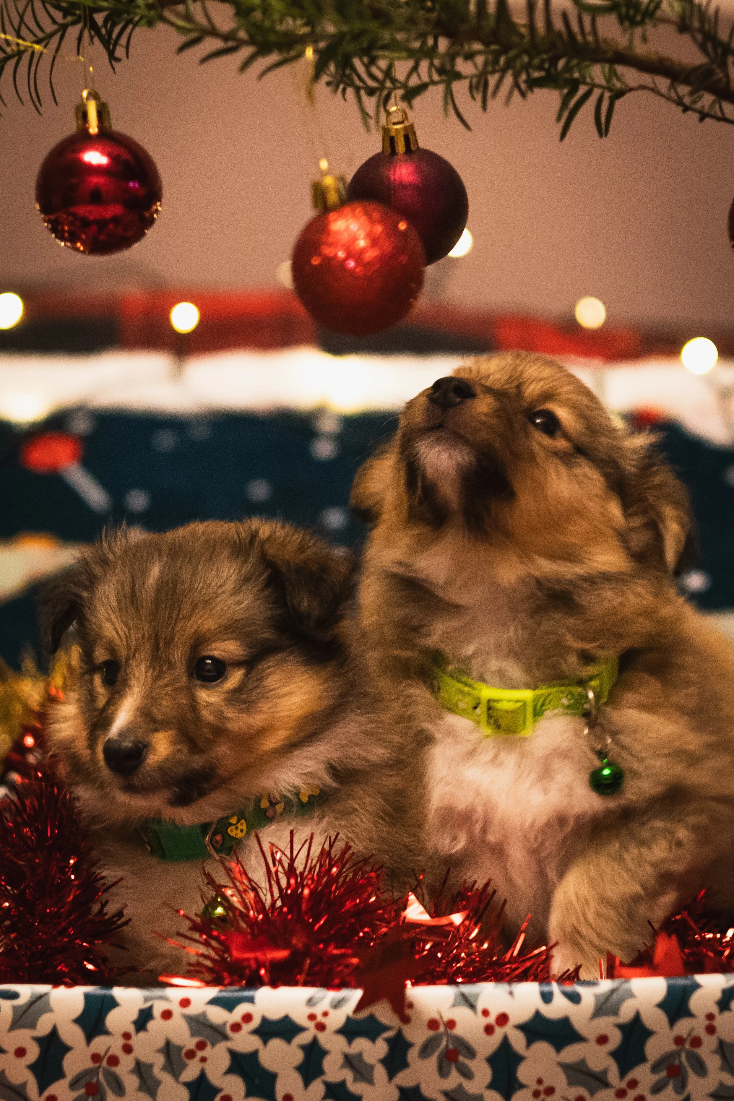 NoelSheltie-46.jpg