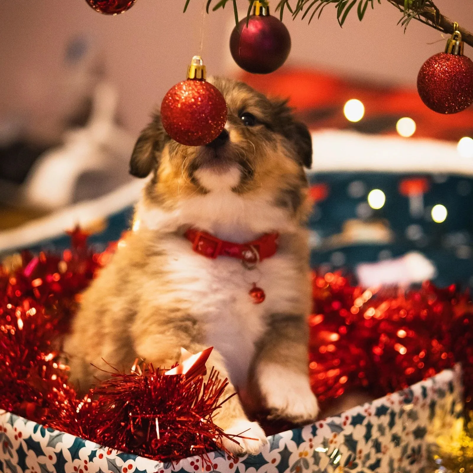 Un shooting photo de Noël avec vos chiens ? Quelle idée au poil !