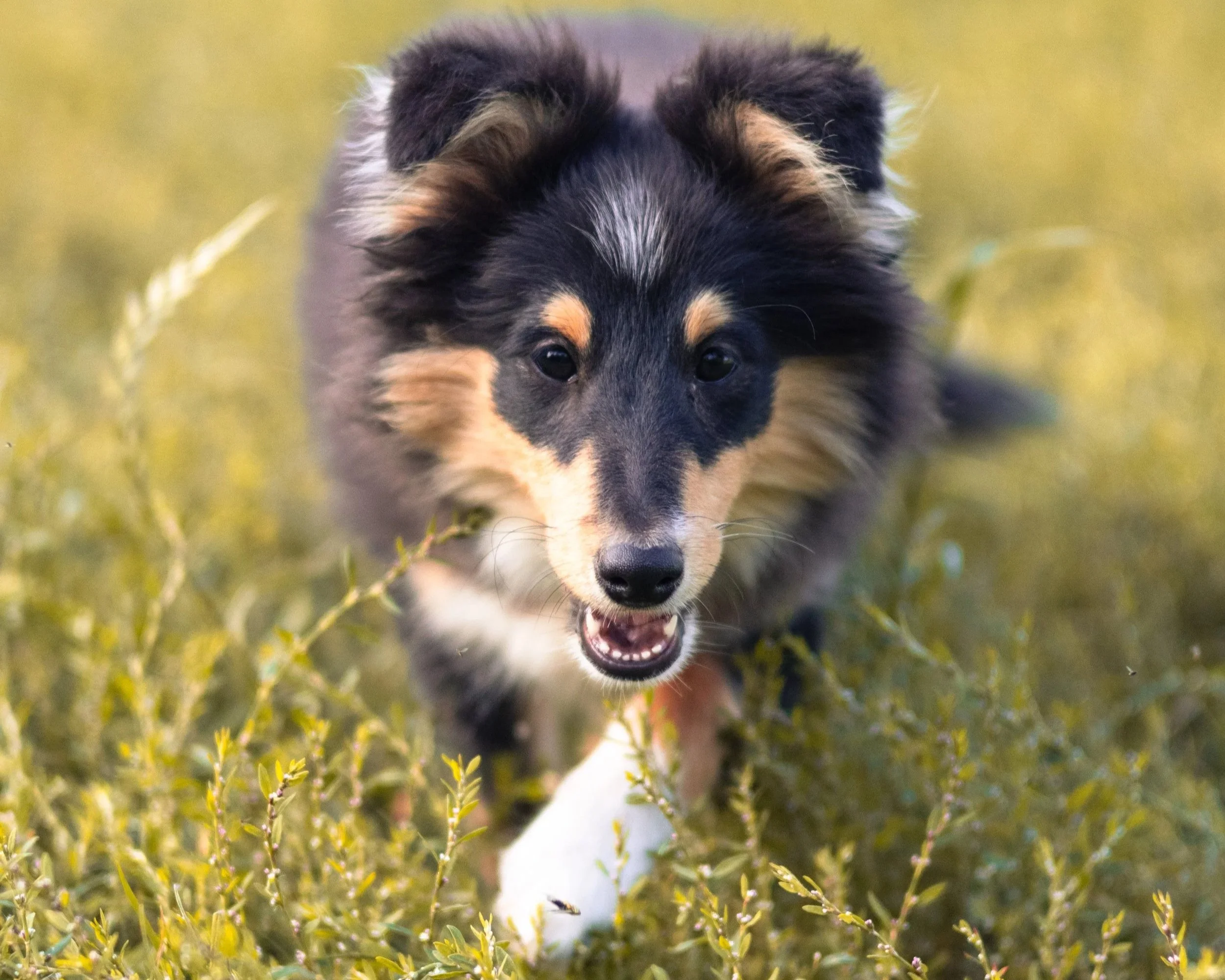 Sheltie-51.jpg