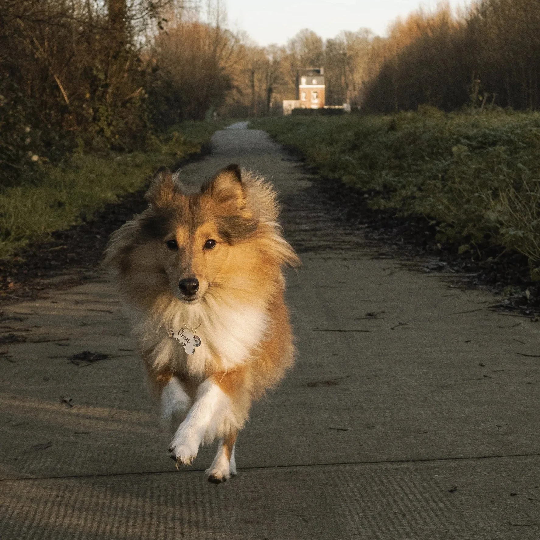 Un chien courant sur un sentier