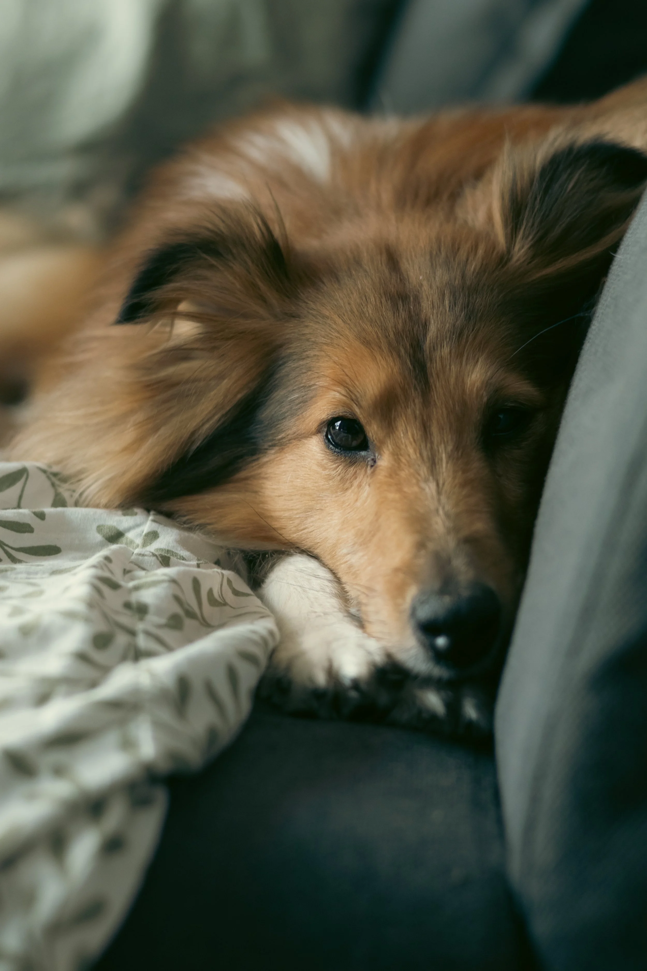 Un chien de race berger des Shetland allongé sur un canapé, reposant la tête sur un coussin, avec un regard tranquille et doux.